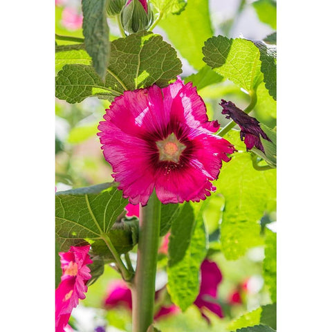 Sarytag-Sughd Province-Tajikistan Hollyhock blossoms in the mountains of Tajikistan Black Modern Wood Framed Art Print by Wilson, Emily M.