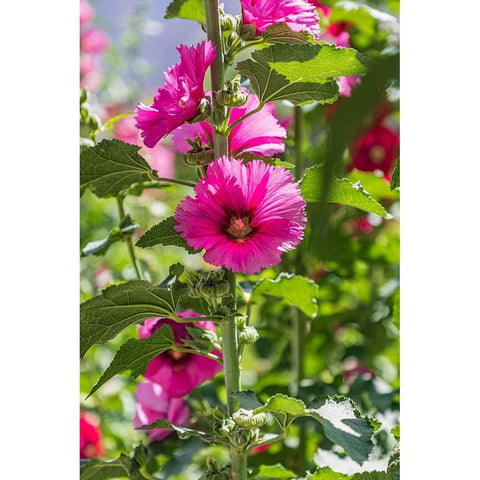 Sarytag-Sughd Province-Tajikistan Hollyhock blossoms in the mountains of Tajikistan White Modern Wood Framed Art Print by Wilson, Emily M.