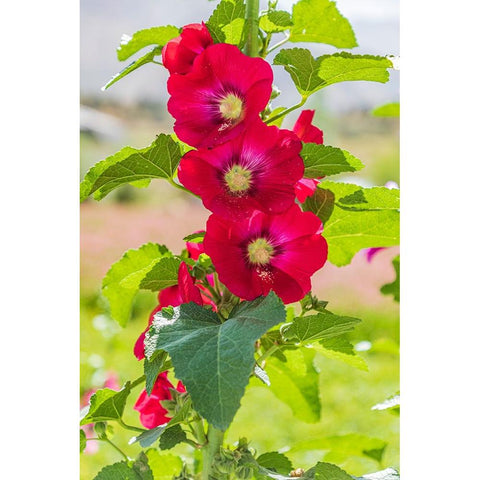 Sarytag-Sughd Province-Tajikistan Hollyhock blossoms in the mountains of Tajikistan Black Modern Wood Framed Art Print with Double Matting by Wilson, Emily M.