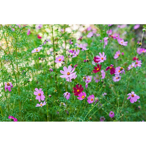 Haft Kul-Sughd Province-Tajikistan Purple daisies in the mountains of Tajikistan Black Modern Wood Framed Art Print by Wilson, Emily M.