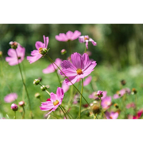 Haft Kul-Sughd Province-Tajikistan Purple daisies in the mountains of Tajikistan Black Modern Wood Framed Art Print with Double Matting by Wilson, Emily M.