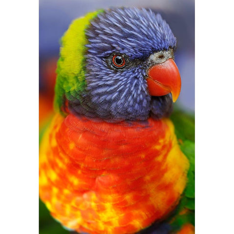 Rainbow lorikeet-native to Australia Gold Ornate Wood Framed Art Print with Double Matting by Jones, Adam