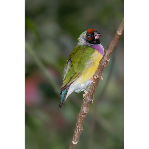 Lady Gouldian finch-Australia Black Modern Wood Framed Art Print by Jones, Adam