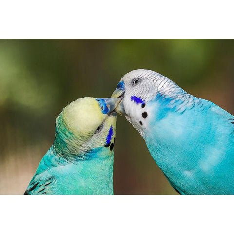 Common parakeets or shell parakeet kissing Black Modern Wood Framed Art Print with Double Matting by Jones, Adam