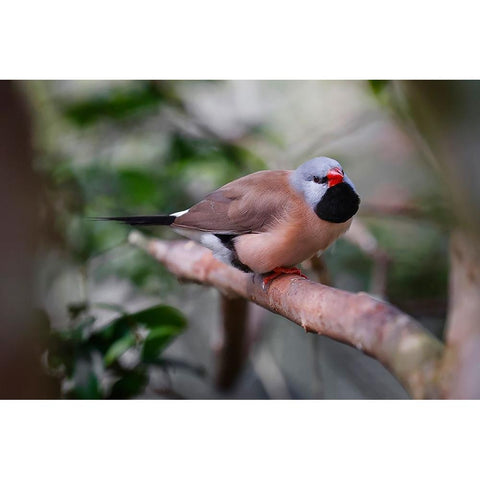 Shaft-tail finch-native to Australia Gold Ornate Wood Framed Art Print with Double Matting by Jones, Adam