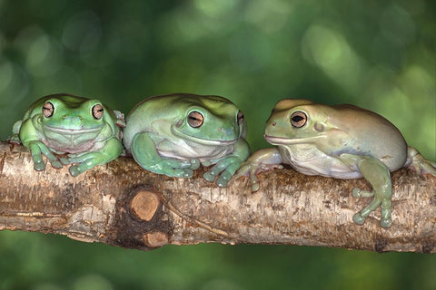 Australia. Whites tree frogs on log. White Modern Wood Framed Art Print with Double Matting by Jaynes Gallery