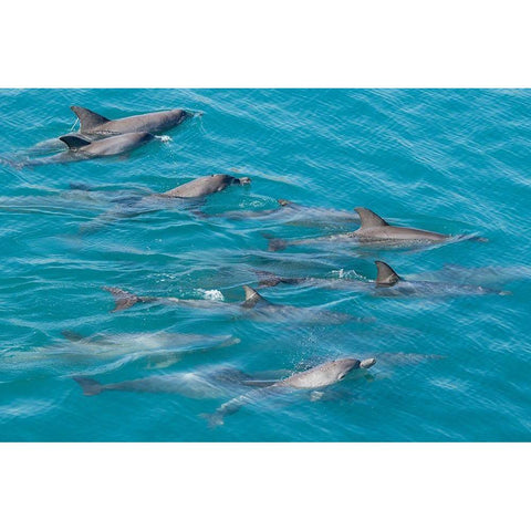 Australia-Kimberley Coast-Yampi Sound-Buccaneer Archipelago Indo-Pacific bottlenose dolphins Black Modern Wood Framed Art Print with Double Matting by Hopkins, Cindy Miller