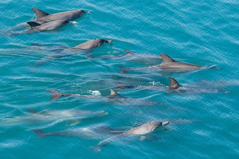 Australia-Kimberley Coast-Yampi Sound-Buccaneer Archipelago Indo-Pacific bottlenose dolphins Black Ornate Wood Framed Art Print with Double Matting by Hopkins, Cindy Miller