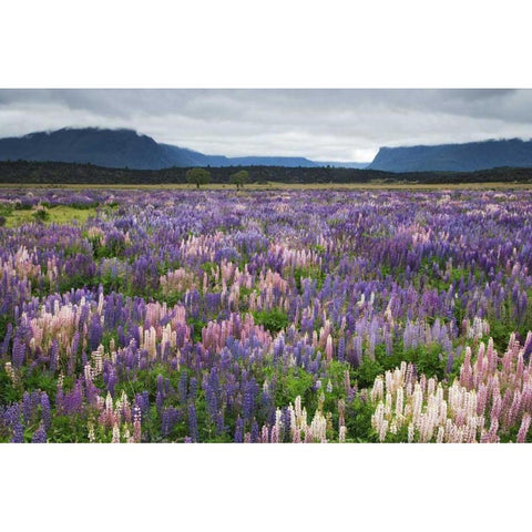 New Zealand, South Island Blooming lupine White Modern Wood Framed Art Print by Flaherty, Dennis