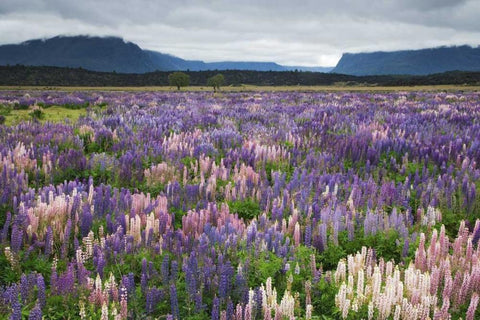 New Zealand, South Island Blooming lupine White Modern Wood Framed Art Print with Double Matting by Flaherty, Dennis