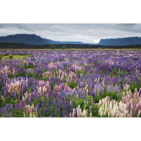 New Zealand, South Island Blooming lupine Gold Ornate Wood Framed Art Print with Double Matting by Flaherty, Dennis