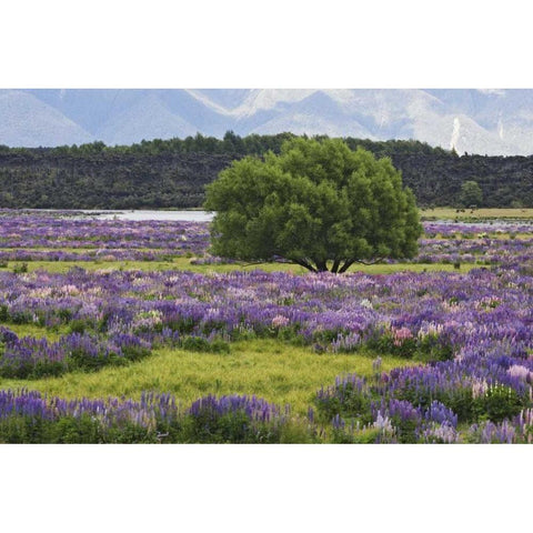 New Zealand, South Island Lupine and tree Black Modern Wood Framed Art Print by Flaherty, Dennis