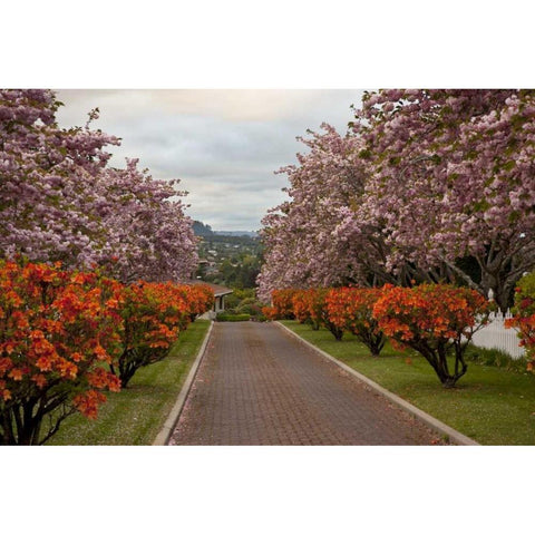 New Zealand, North Island Cherry tree in blossom Black Modern Wood Framed Art Print with Double Matting by Grall, Don