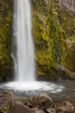 New Zealand, Taranaki Dawson Falls in Egmont NP White Modern Wood Framed Art Print with Double Matting by Grall, Don