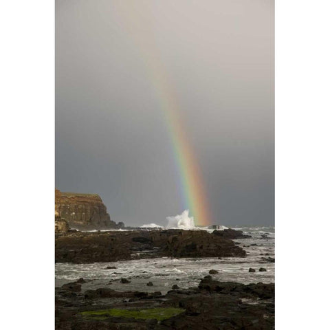 New Zealand, South Island Rainbow over Curio Bay White Modern Wood Framed Art Print by Grall, Don