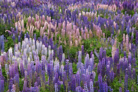 New Zealand, South Island Lupine in Fiordland NP Black Ornate Wood Framed Art Print with Double Matting by Flaherty, Dennis