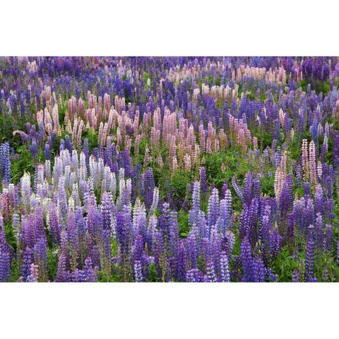 New Zealand, South Island Lupine in Fiordland NP Black Modern Wood Framed Art Print with Double Matting by Flaherty, Dennis