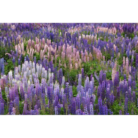 New Zealand, South Island Lupine in Fiordland NP White Modern Wood Framed Art Print by Flaherty, Dennis