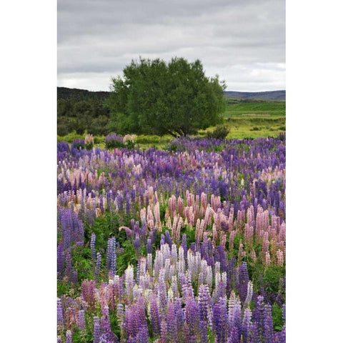 New Zealand, South Is Lupines in Fiordland NP Gold Ornate Wood Framed Art Print with Double Matting by Flaherty, Dennis