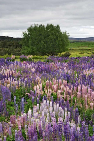 New Zealand, South Is Lupines in Fiordland NP White Modern Wood Framed Art Print with Double Matting by Flaherty, Dennis