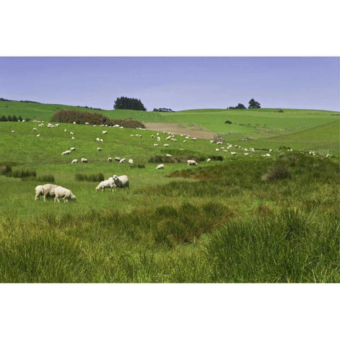 New Zealand, South Island Sheep grazing in field White Modern Wood Framed Art Print by Flaherty, Dennis