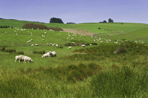 New Zealand, South Island Sheep grazing in field White Modern Wood Framed Art Print with Double Matting by Flaherty, Dennis