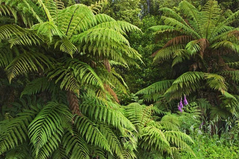 New Zealand, South Island Tree ferns White Modern Wood Framed Art Print with Double Matting by Flaherty, Dennis