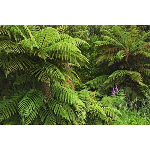 New Zealand, South Island Tree ferns White Modern Wood Framed Art Print by Flaherty, Dennis