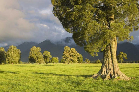 New Zealand, South Isl Storm lit kahikatea trees White Modern Wood Framed Art Print with Double Matting by Flaherty, Dennis