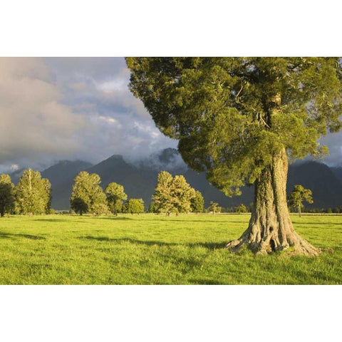 New Zealand, South Isl Storm lit kahikatea trees Gold Ornate Wood Framed Art Print with Double Matting by Flaherty, Dennis