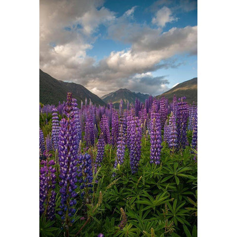 South Island Lupine blooming in valley Black Modern Wood Framed Art Print by Jaynes Gallery