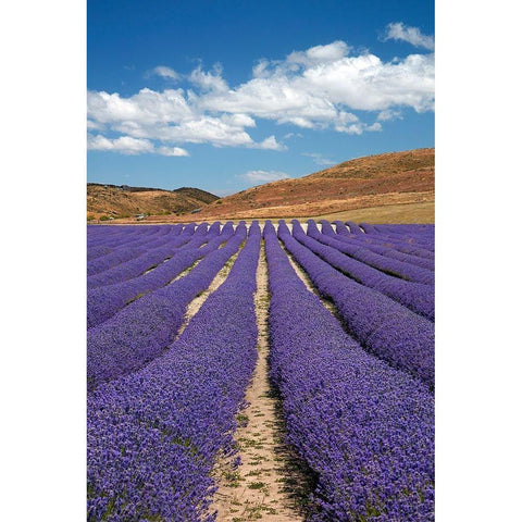 New Zealand Alpine Lavender-near Twizel-Mackenzie Country-Canterbury Black Modern Wood Framed Art Print by Wall, David