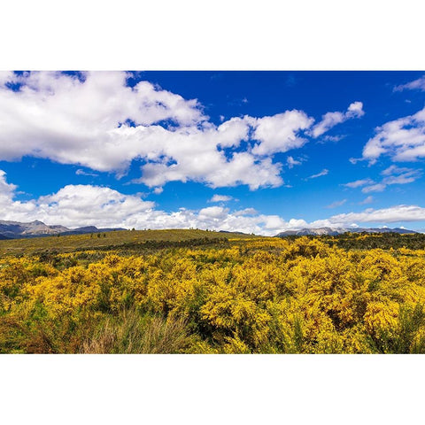Wildflowers on rolling hills above Lake Te Anau-South Island-New Zealand White Modern Wood Framed Art Print by Bishop, Russ