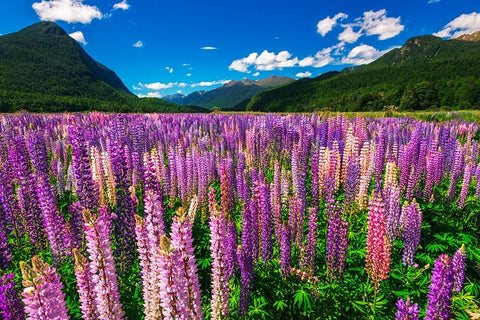 Spring lupine in Eglinton Valley-Fiordland National Park-South Island-New Zealand Black Ornate Wood Framed Art Print with Double Matting by Bishop, Russ