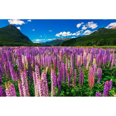Spring lupine in Eglinton Valley-Fiordland National Park-South Island-New Zealand Black Modern Wood Framed Art Print by Bishop, Russ