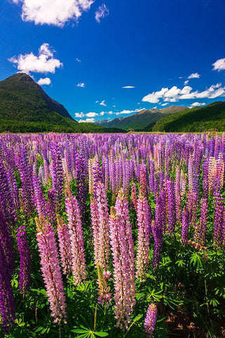 Spring lupine in Eglinton Valley-Fiordland National Park-South Island-New Zealand White Modern Wood Framed Art Print with Double Matting by Bishop, Russ