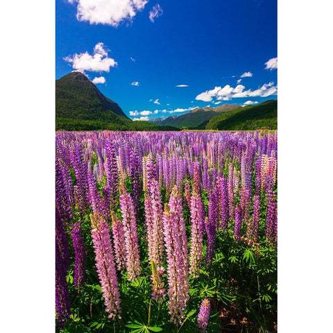 Spring lupine in Eglinton Valley-Fiordland National Park-South Island-New Zealand Black Modern Wood Framed Art Print by Bishop, Russ