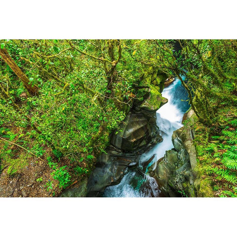 The Chasm-Fiordland National Park-South Island-New Zealand White Modern Wood Framed Art Print by Bishop, Russ