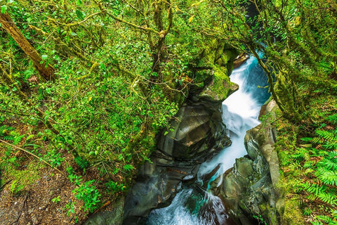 The Chasm-Fiordland National Park-South Island-New Zealand Black Ornate Wood Framed Art Print with Double Matting by Bishop, Russ