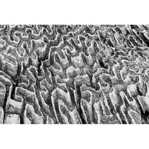 Bahamas, Little Exuma Island Coral close-up Black Modern Wood Framed Art Print by Paulson, Don