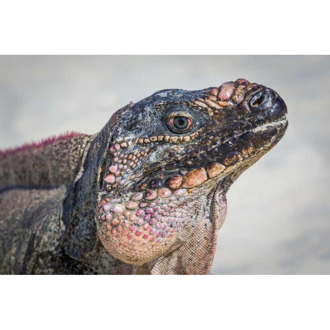 Bahamas, Exuma Island Iguana on beach Black Modern Wood Framed Art Print by Paulson, Don