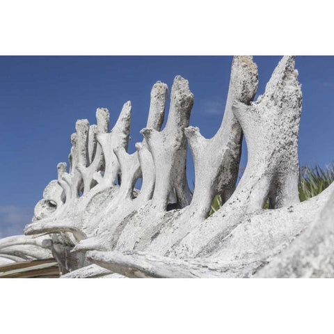 Bahamas, Exuma Island Sperm whale bones Black Modern Wood Framed Art Print with Double Matting by Paulson, Don