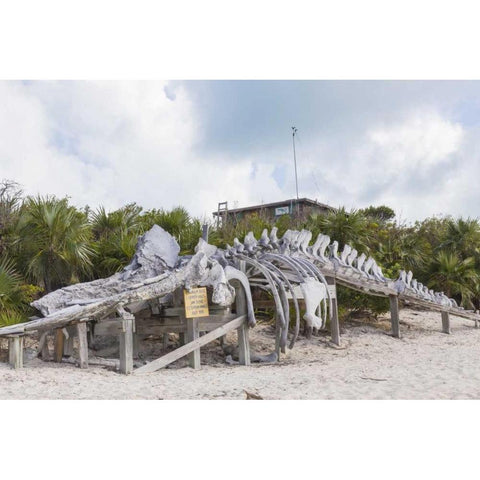 Bahamas, Exuma Island Sperm whale bones Black Modern Wood Framed Art Print by Paulson, Don