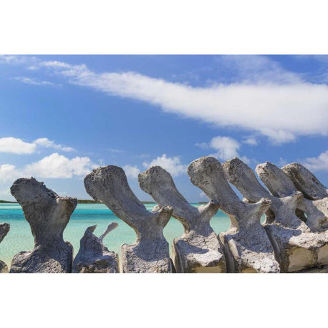 Bahamas, Exuma Island Sperm whale bones Black Modern Wood Framed Art Print by Paulson, Don