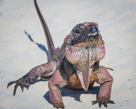 Bahamas, Exuma Island Iguana on beach White Modern Wood Framed Art Print with Double Matting by Paulson, Don