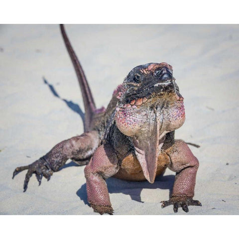 Bahamas, Exuma Island Iguana on beach Gold Ornate Wood Framed Art Print with Double Matting by Paulson, Don