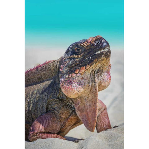 Bahamas, Exuma Island Iguana on beach Gold Ornate Wood Framed Art Print with Double Matting by Paulson, Don