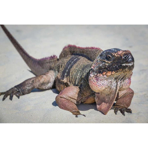 Bahamas, Exuma Island Iguana on beach Black Modern Wood Framed Art Print by Paulson, Don