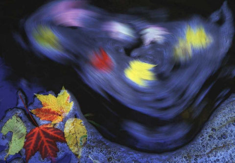 Canada, Quebec Autumn leaves swirl in a creek Black Ornate Wood Framed Art Print with Double Matting by Delisle, Gilles