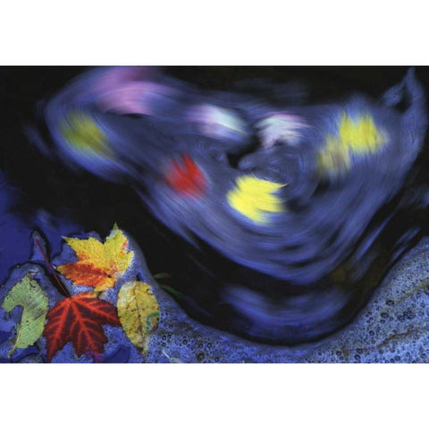 Canada, Quebec Autumn leaves swirl in a creek Gold Ornate Wood Framed Art Print with Double Matting by Delisle, Gilles